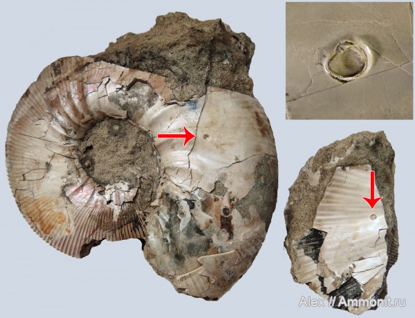 Kepplerites, Kepplerites galilaeii, обрастание аммонитов