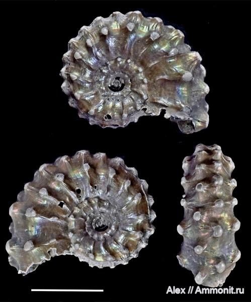 Kosmoceras, Kosmoceras pollux