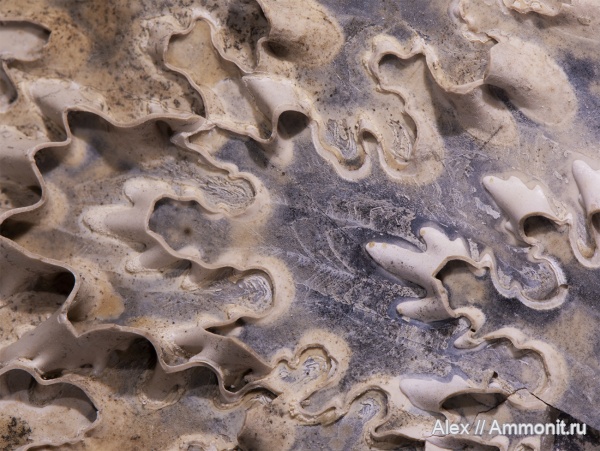 Rondiceras, drag bands, pseudosepta