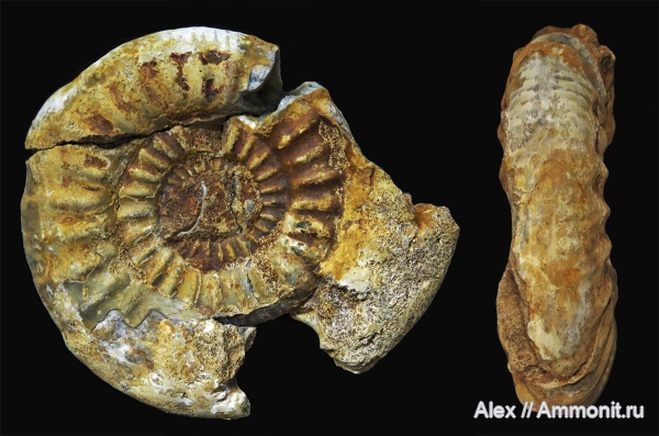 Choffatia, Choffatia vischniakoffi