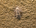 Палеонтологическая загадка - Schweglerella strobli