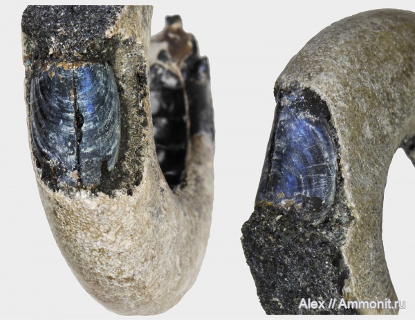 Kachpurites, аптихи, Praestriaptychus