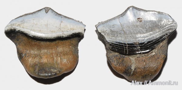 Petalodontiformes, Petalodus, Petalodus acuminatus