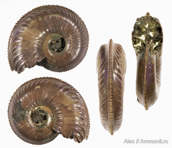 Amoeboceras, Amoeboceras alternoides