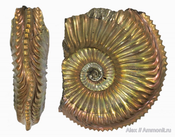 Amoeboceras, Amoeboceras alternoides, forma undaticarinata
