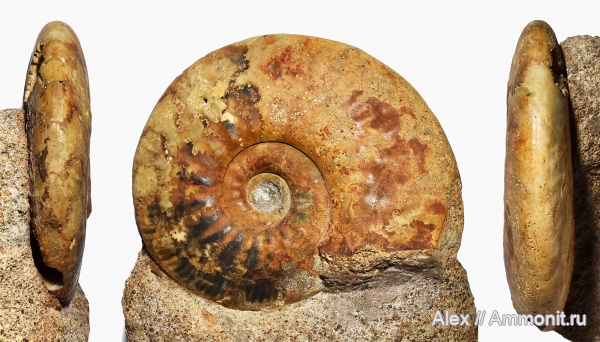 Perisphinctidae, Proplanulites, Proplanulites irinae