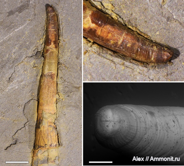 Dolorthoceras, Cicatrix, Pseudorthocerida