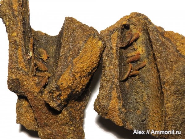 белемниты, Rogerella, зона Singularis белемниты, Rogerella, зона Singularis