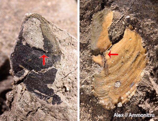 аптихи, прижизненные повреждения, Praestriaptychus anglicus, Praestriaptychus