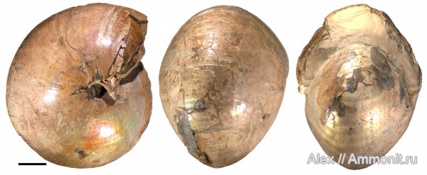 макроконхи, нижний келловей, Cadochamoussetia, Cadoceratinae, Cadochamoussetia subpatruus