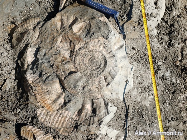 макроконхи, мегаконхи, Dorsoplanites, Dorsoplanitidae, Кировская область, Лойно