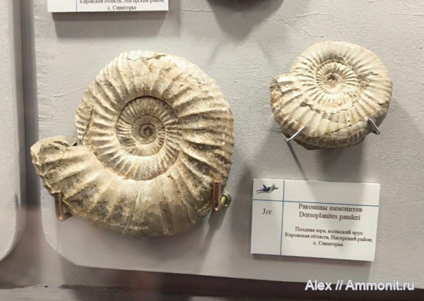 макроконхи, Dorsoplanites, Dorsoplanites panderi, Dorsoplanitidae, Кировская область, Синегорье