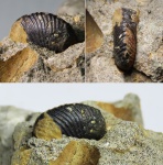 Пришелец из прошлого