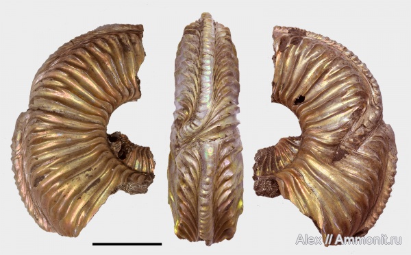 аммониты, Amoeboceras, прижизненные повреждения, Amoeboceras alternoides, Ammonites, ammonoid sublethal injuries, forma chaotica