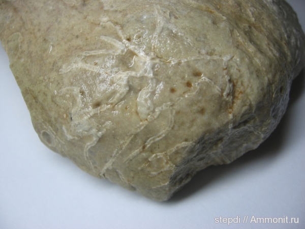 кораллы, Tabulata, Halysites, цепочечные кораллы