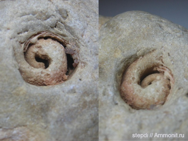 гастроподы, Bellerophon, брюхоногие моллюски, Gastropoda