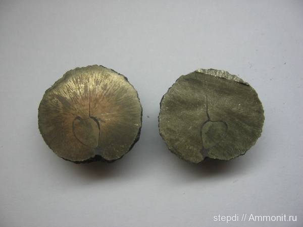 брахиоподы, девон, конкреции, Devonian