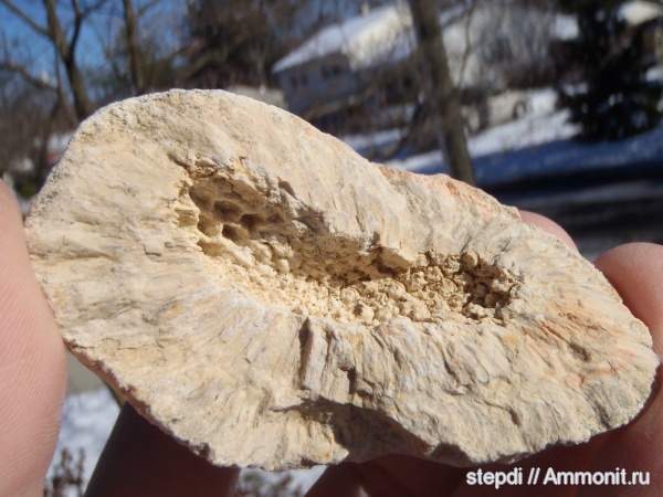 юрский период, шишки, Araucaria, араукария, Jurassic