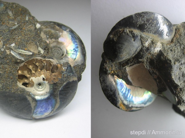 аммониты, юрский период, волжский ярус, Garniericeras, Garniericeras catenulatum, Ammonites, Volgian, Jurassic