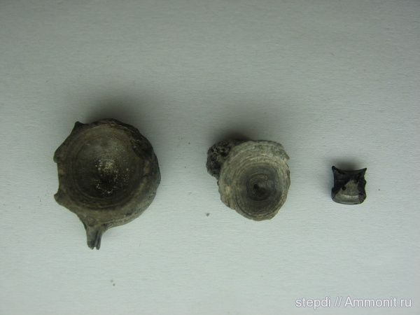 рыбы, позвонки, позвонки рыб, костные рыбы, fish