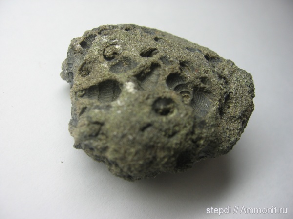 гастроподы, брюхоногие моллюски, Gastropoda