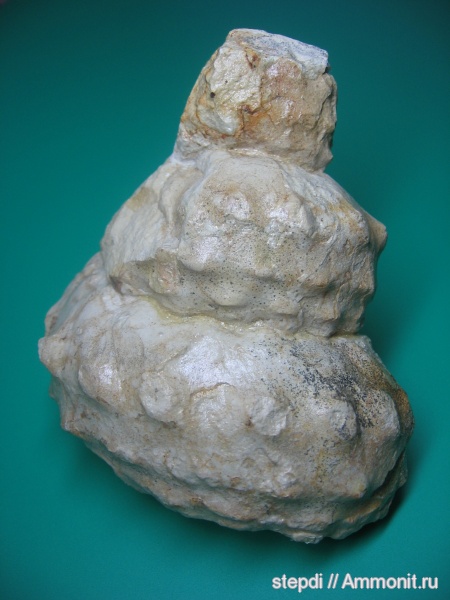 гетероморфные аммониты, верхний мел, сеноман, Mariella, Mariella cenomanensis, Cenomanian, Upper Cretaceous, heteromorph ammonites