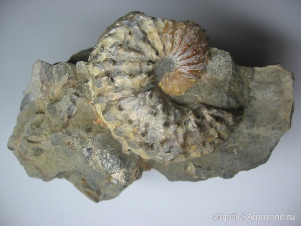 гетероморфные аммониты, верхний мел, Scaphitidae, Upper Cretaceous, heteromorph ammonites