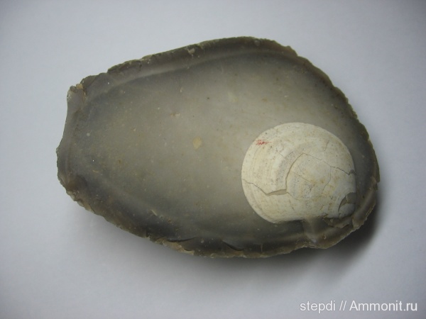 верхний мел, Inoceramus, кремень, Upper Cretaceous