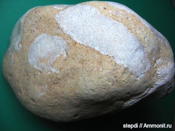 кораллы, палеозой, колониальные кораллы, Tabulata