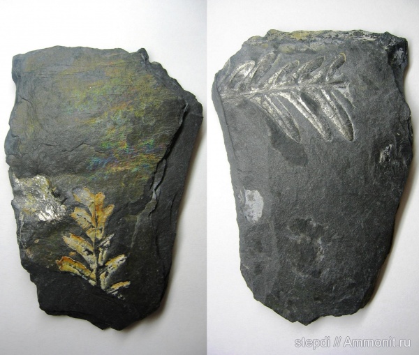 карбон, каменноугольный период, Carboniferous, птеридоспермы, Alethopteris, каменноугольная флора
