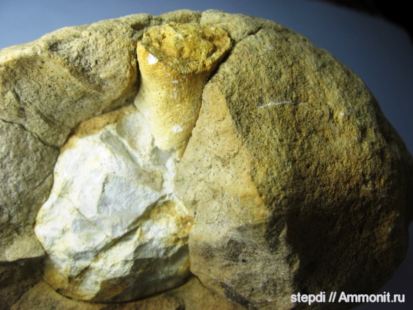 ихнофоссилии