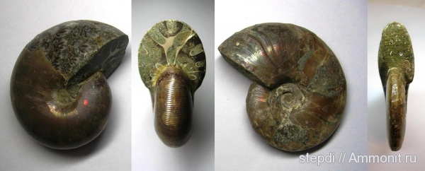 аммониты, меловой период, Мадагаскар, Cleoniceras, Ammonites, Phylloceras, альбский ярус, Cretaceous