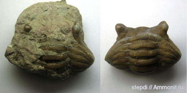 трилобиты, ордовик, Asaphus, Asaphus kotlukovi, Ordovician