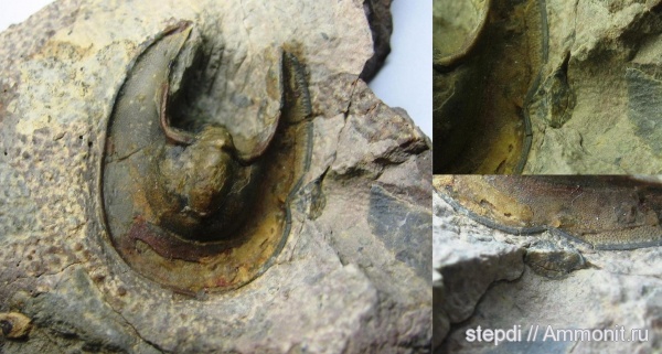 трилобиты, девон, кораллы, Devonian, одиночные кораллы, Harpes