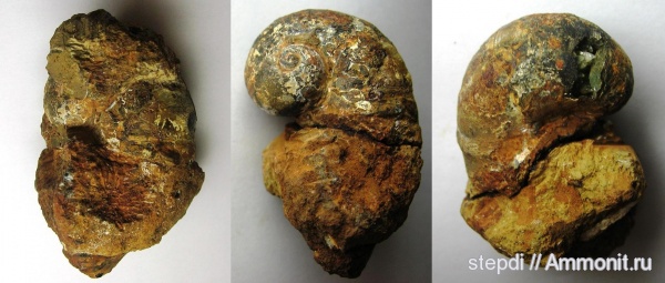 гастроподы, неоген, кайнозой, Lymnaea