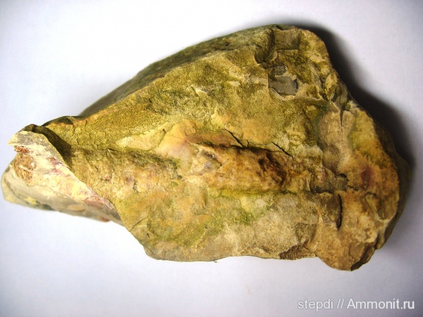 наутилоидеи, палеозой, фрагмоконы, прямораковинные головоногие, phragmocones