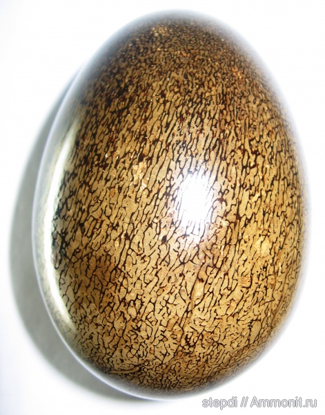 юрский период, палеоарт, кости рептилий, Jurassic