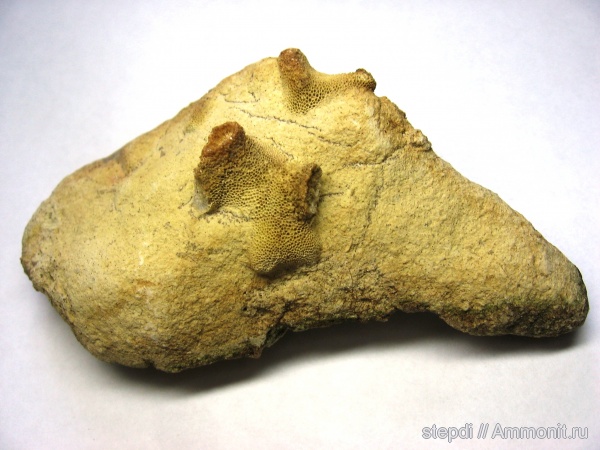 мшанки, Bryozoa