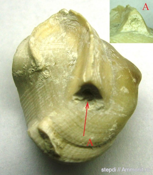 брахиоподы, верхний мел, эпибионты, Cretirhynchia, серпулиды, Upper Cretaceous