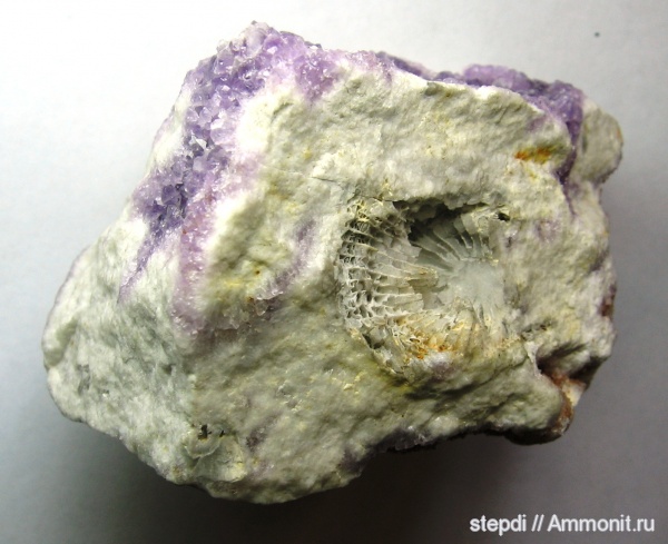 карбон, ругозы