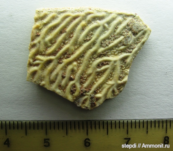 девон, верхний девон, Sarcopterygii, чешуя, Holoptychius, лопастеперые рыбы