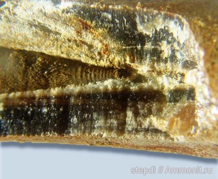 белемниты, меловой период, фрагмоконы, верхний мел, протоконх, Belemnitella, phragmocones