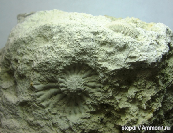 аммониты, оксфорд, юрский период, верхняя юра, Cardioceratidae