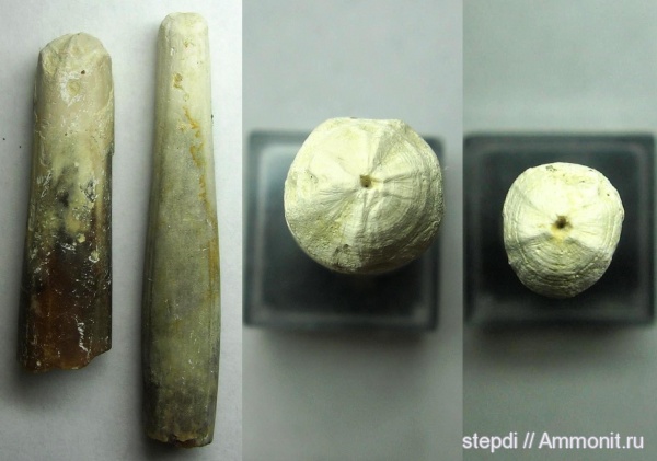 белемниты, меловой период, ростры, верхний мел, Praeactinocamax