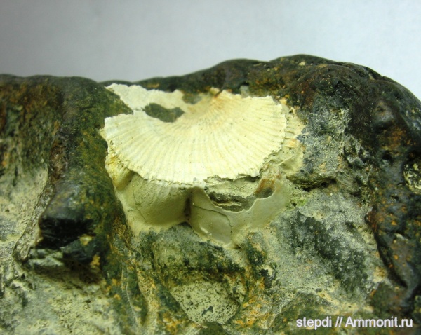 меловой период, двустворчатые моллюски, верхний мел