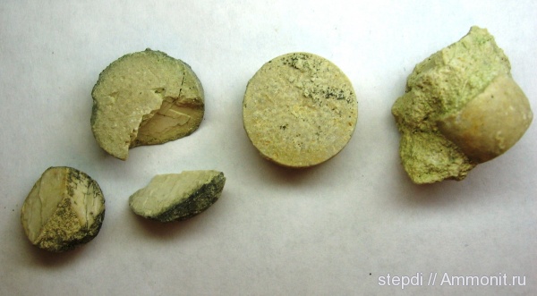 морские лилии, оксфорд, юрский период, криноидеи, Cyclocrinus, верхняя юра