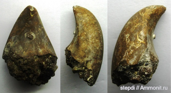 мезозой, двустворчатые моллюски, ядра