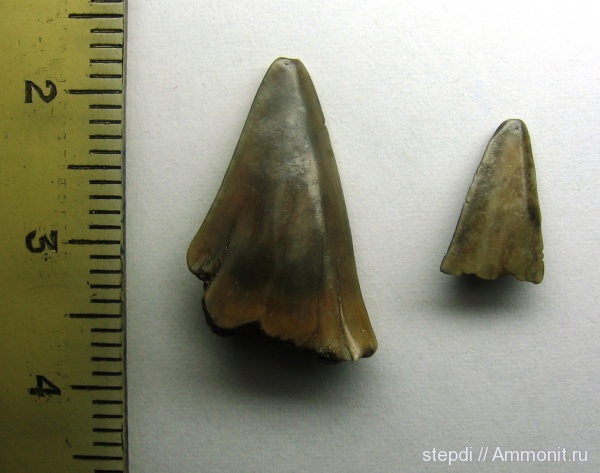 зубы, меловой период, акулы, верхний мел, Lamniformes, teeth, sharks