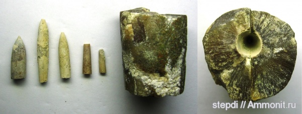 белемниты, мезозой, ростры