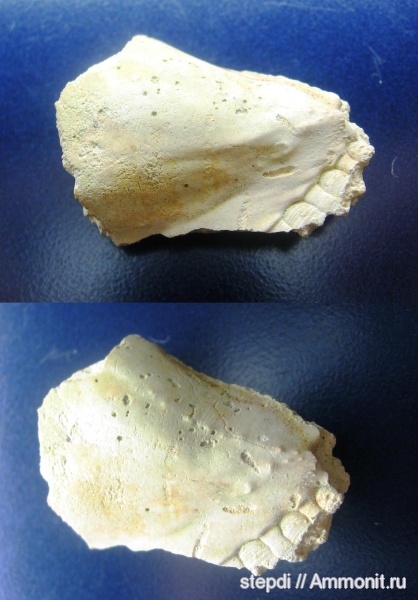 меловой период, двустворчатые моллюски, верхний мел